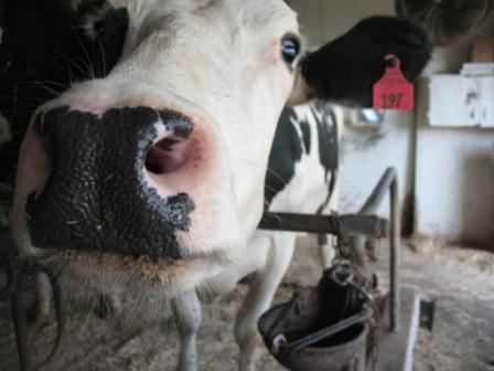 Curious Cow #197