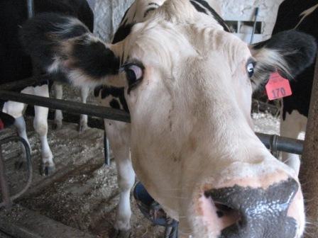 Crazy Eyed Cow #170