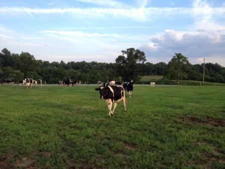 Dairy Farm 2