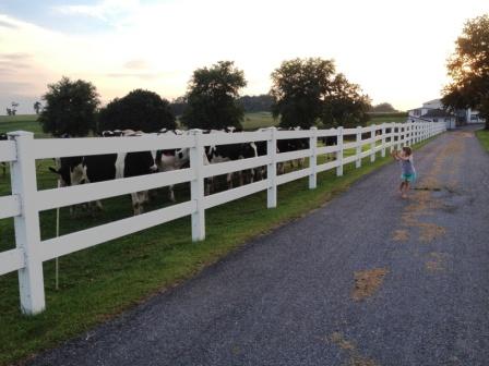 Diary Farm 5